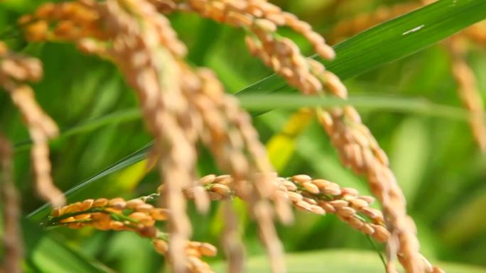 大米水稻生产过程高清视频素材