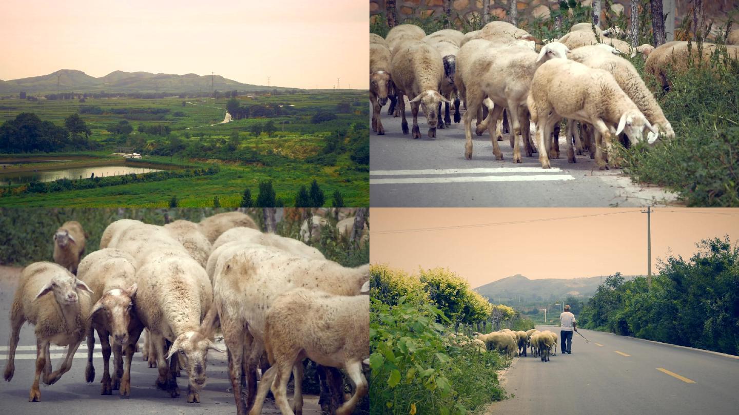 乡间小路放羊人