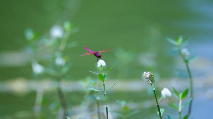 自然生态 唯美自然 花鸟齐鸣 湖水