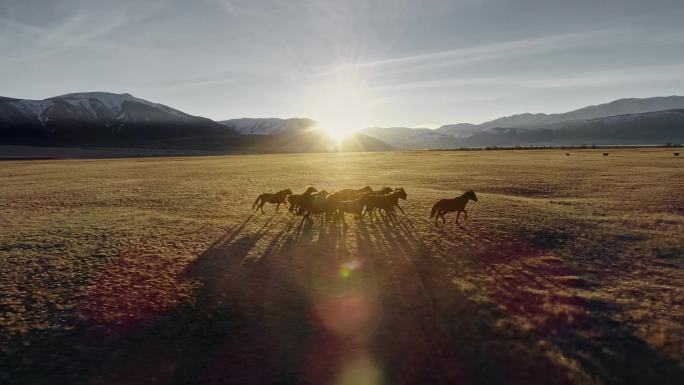 4K-夕阳下的奔跑的骏马群