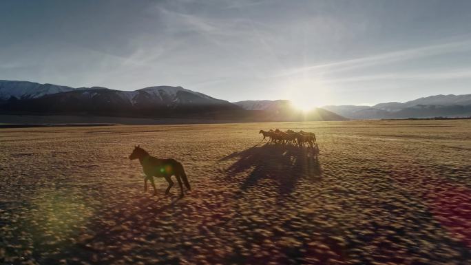 4K-夕阳下的奔跑的骏马群