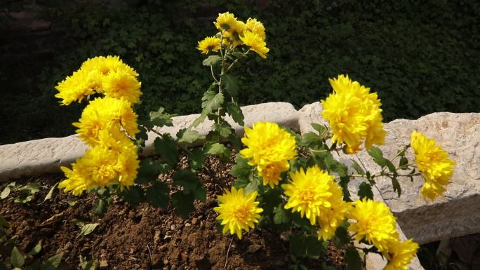 石槽里种植的黄菊花