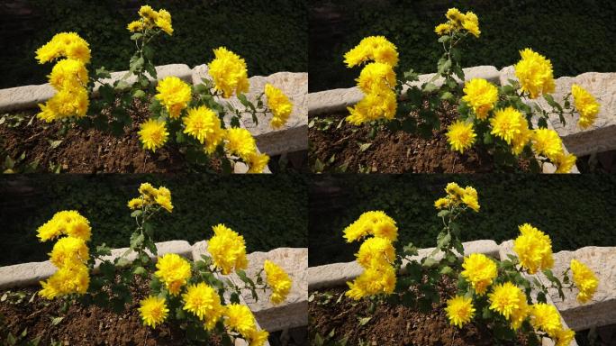 石槽里种植的黄菊花