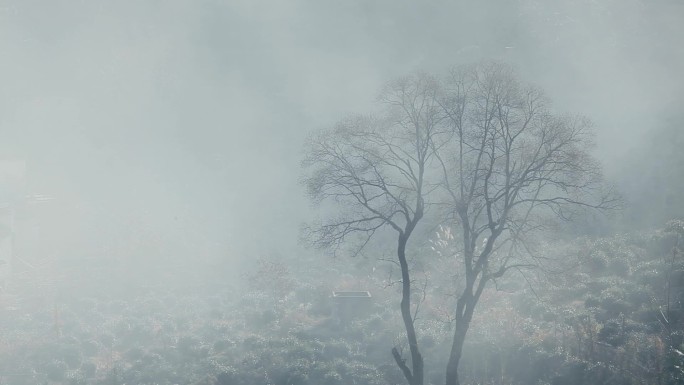唯美深秋大雾笼罩树木01