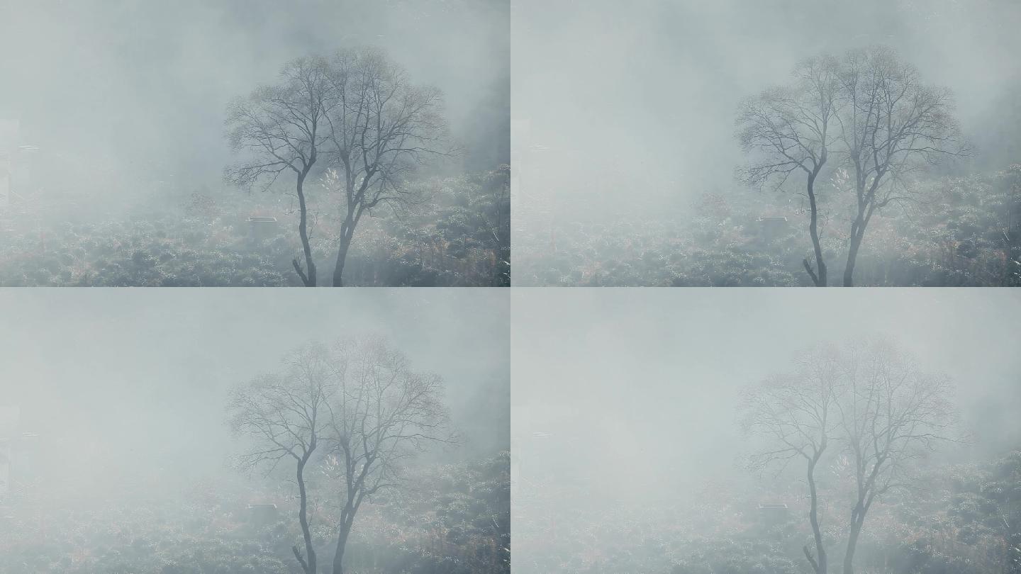 唯美深秋大雾笼罩树木01