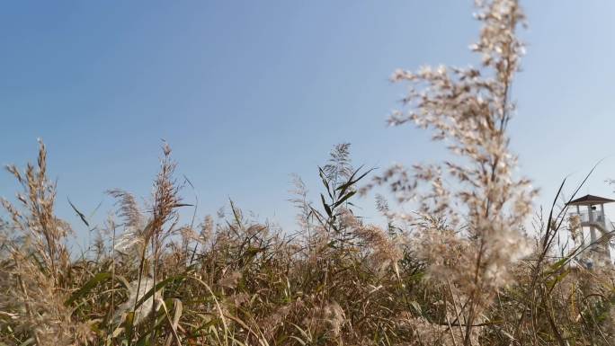 秋风萧瑟芦苇飘摇荒地荒凉