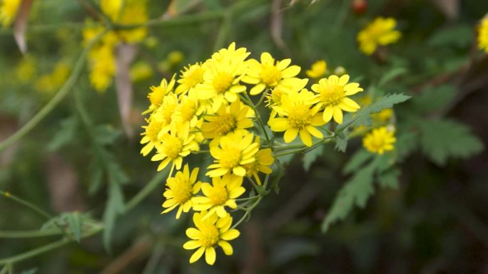 菊花野菊花雏菊