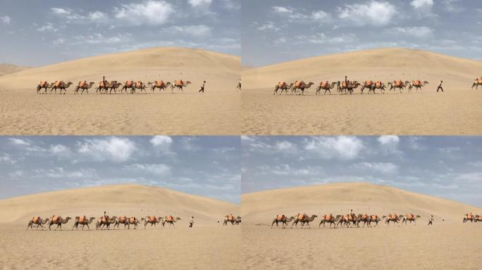 沙漠骆驼行走
