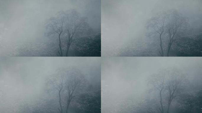 唯美深秋大雾笼罩树木02