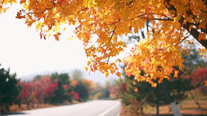 秋季红叶枫叶荒野公路唯美实拍高清