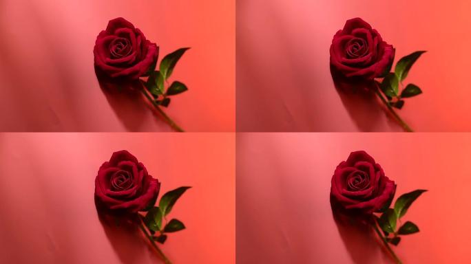 玫瑰玫瑰花红色调实拍红玫瑰