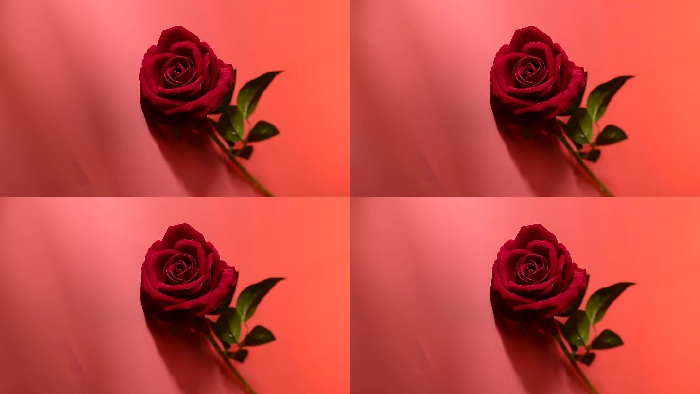 玫瑰玫瑰花红色调实拍红玫瑰