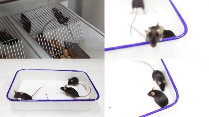 实验小l老鼠(2K)