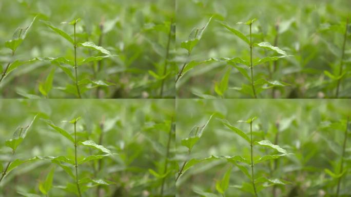 雨中小草雨滴伤感