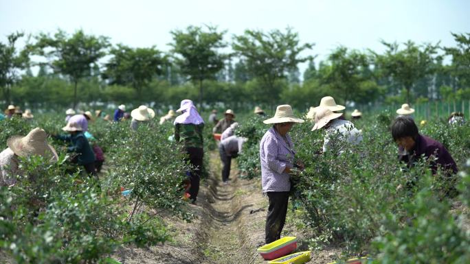 采摘蓝莓草莓园果农