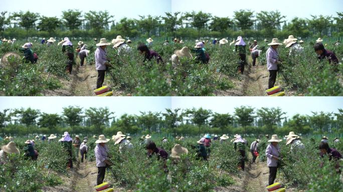 采摘蓝莓草莓园果农