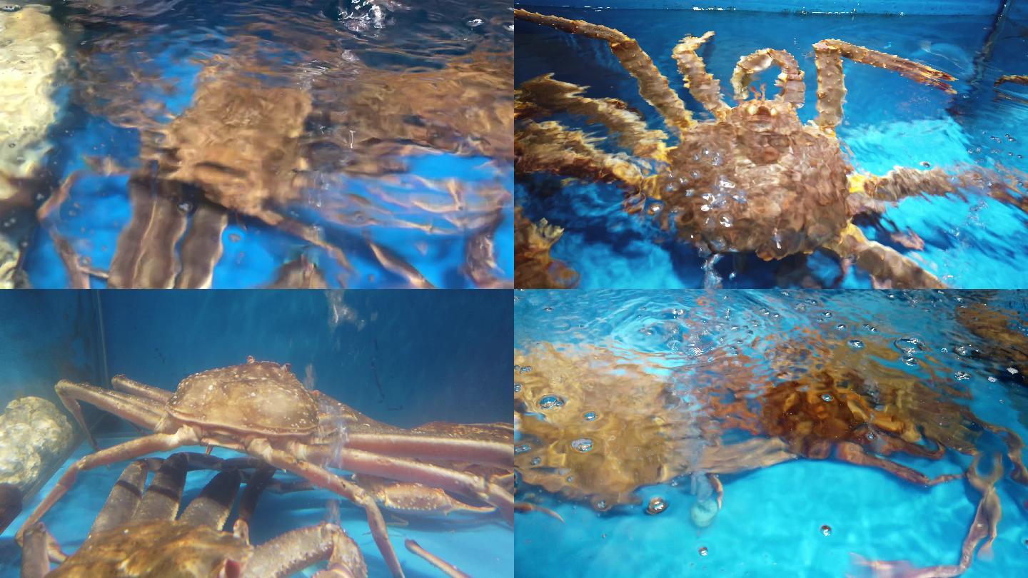 【原创】4k深海海鲜雪蟹