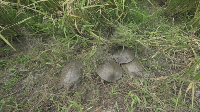 稻鳖共生