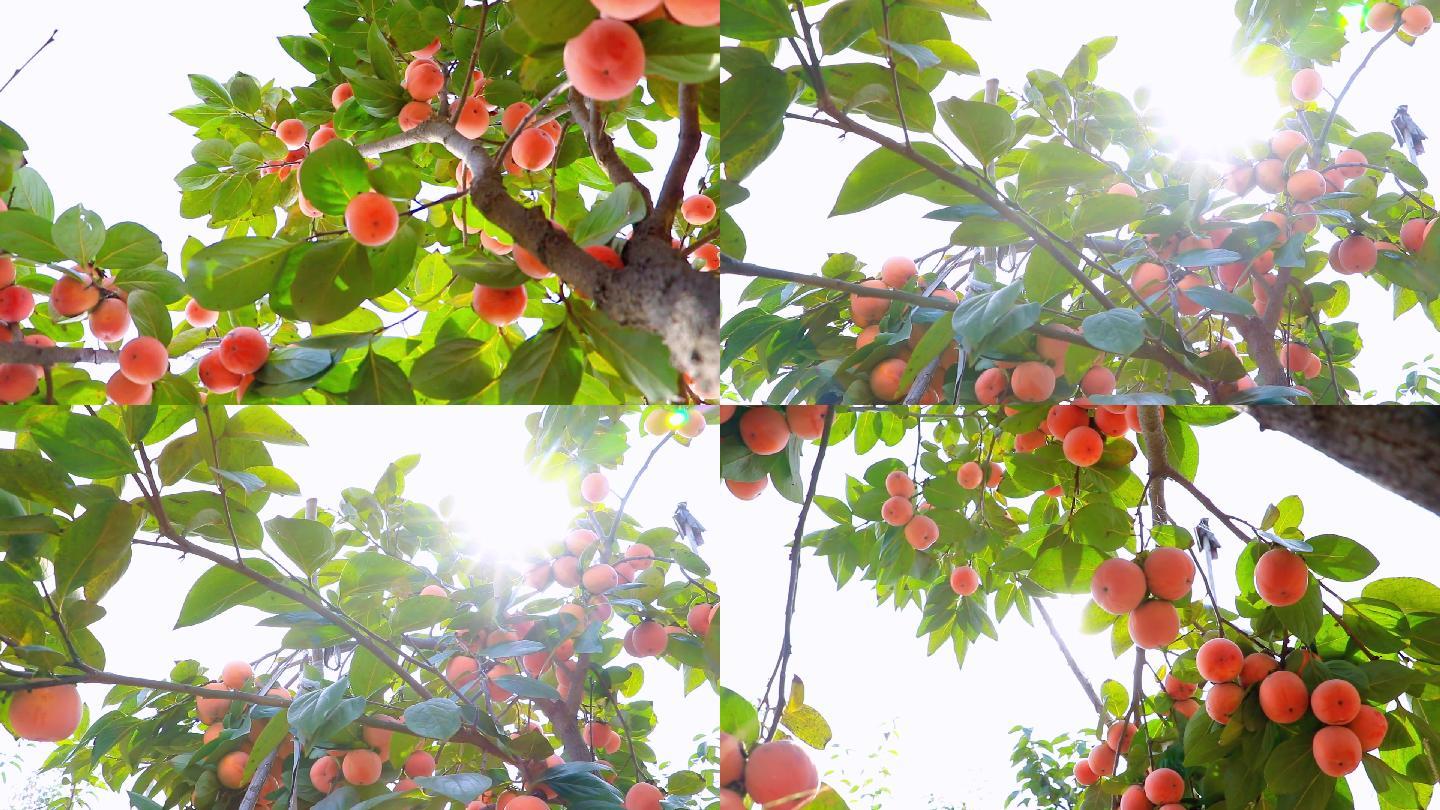 柿子树摄影图高清摄影大图-千库网