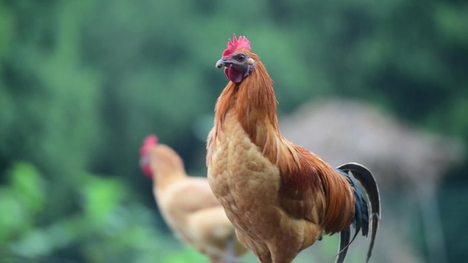 草屋旁的鸡鸡吃脚