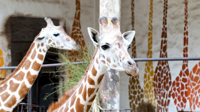 广州动物园-实拍视频