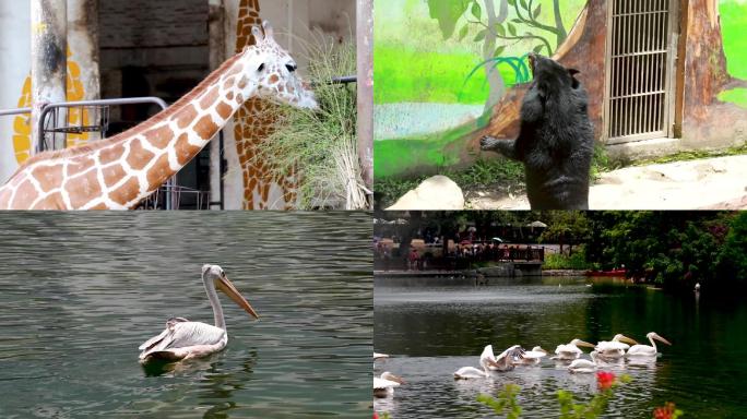 广州动物园-实拍视频