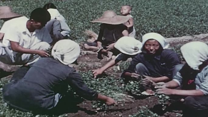 60年代农业农民种地