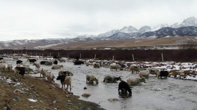 雪山下白牦牛集体喝水