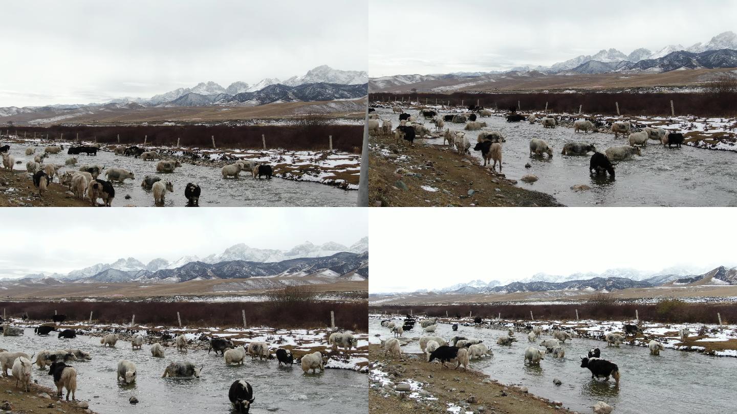 雪山下白牦牛集体喝水