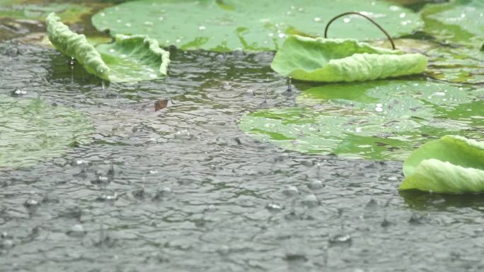 雨滴荷叶水珠慢镜头