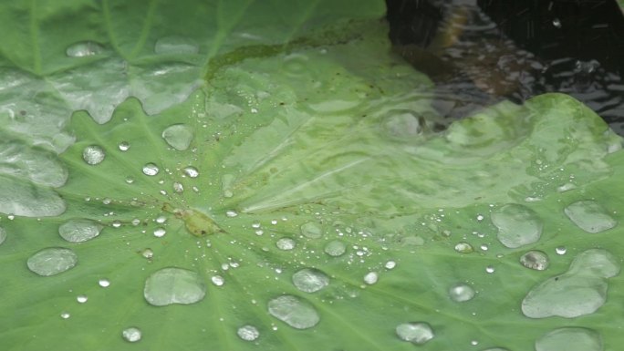 雨滴荷叶水珠