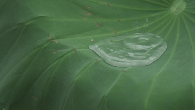 雨滴荷叶水珠