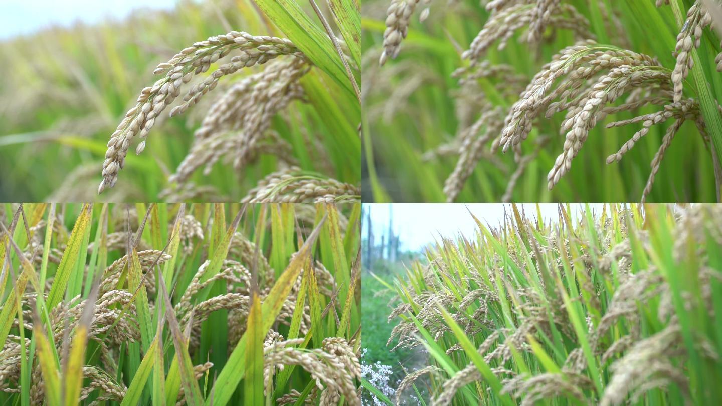 水稻成熟实拍高清素材
