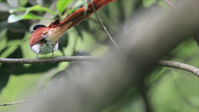 红寿带鸟儿真漂亮视频素材一组