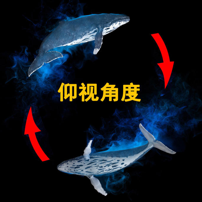 鲸鱼旋转4k（02）-alpha循环