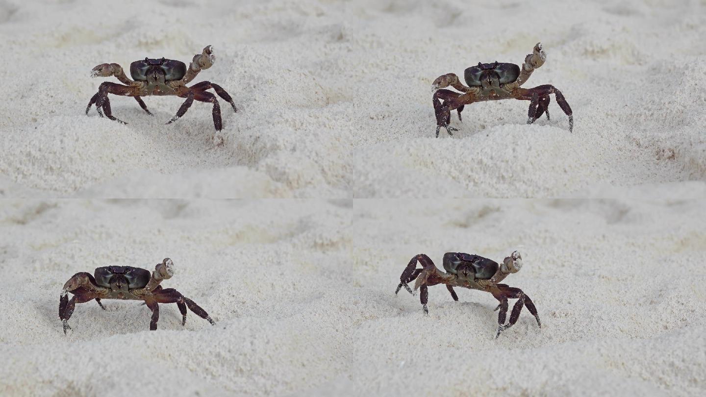 沙滩上的红螃蟹