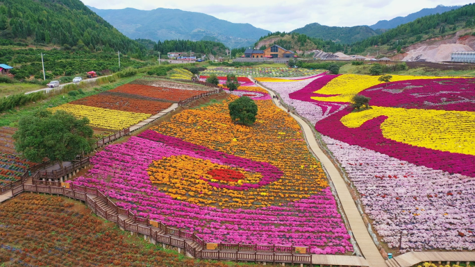 航拍菊花苗圃