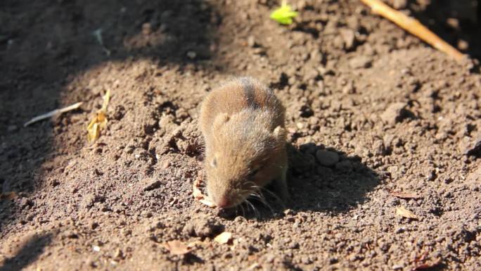 野生老鼠泥沙地野外觅食