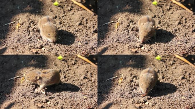 野生老鼠泥沙地野外觅食