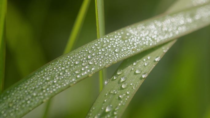 4K清晨草叶上的露珠水珠04