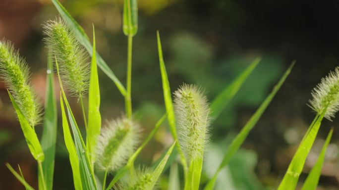 4K狗尾巴草一组