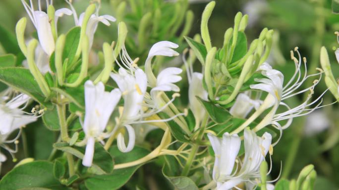 金银花开花过程4K超清