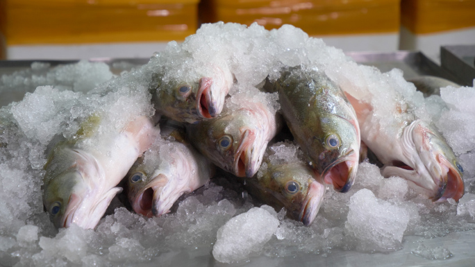 鲜活鲈鱼清洗宰杀腌制过程