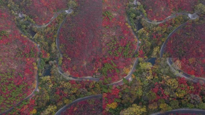 4K-原素材-红叶谷航拍道路