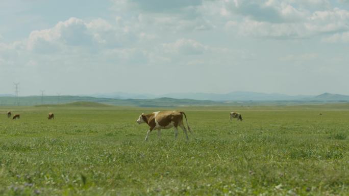 蒙古族女孩马牛妈妈孩子草原