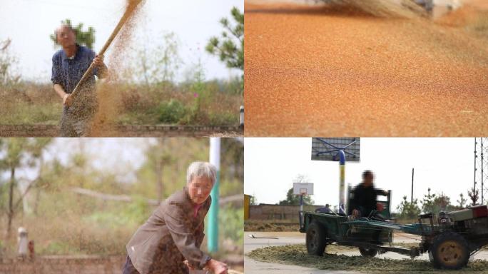 秋收粮食糜子人工操作