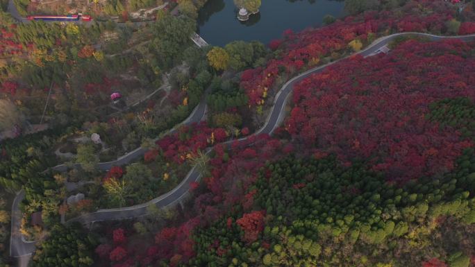 4K-原素材-红叶谷山涧道路