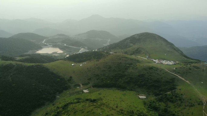 福清大姆山草场大黄牛