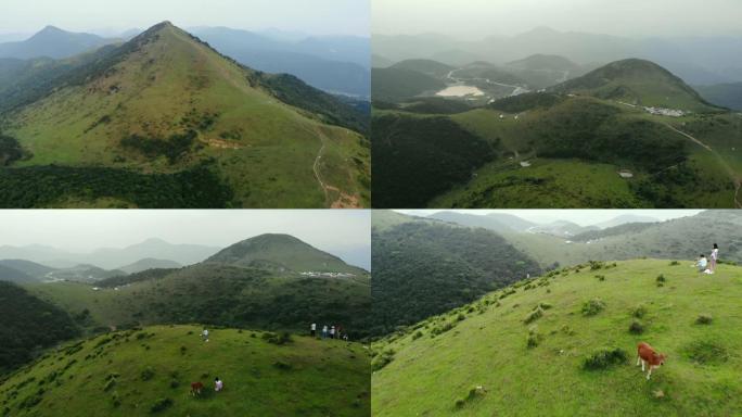 福清大姆山草场大黄牛