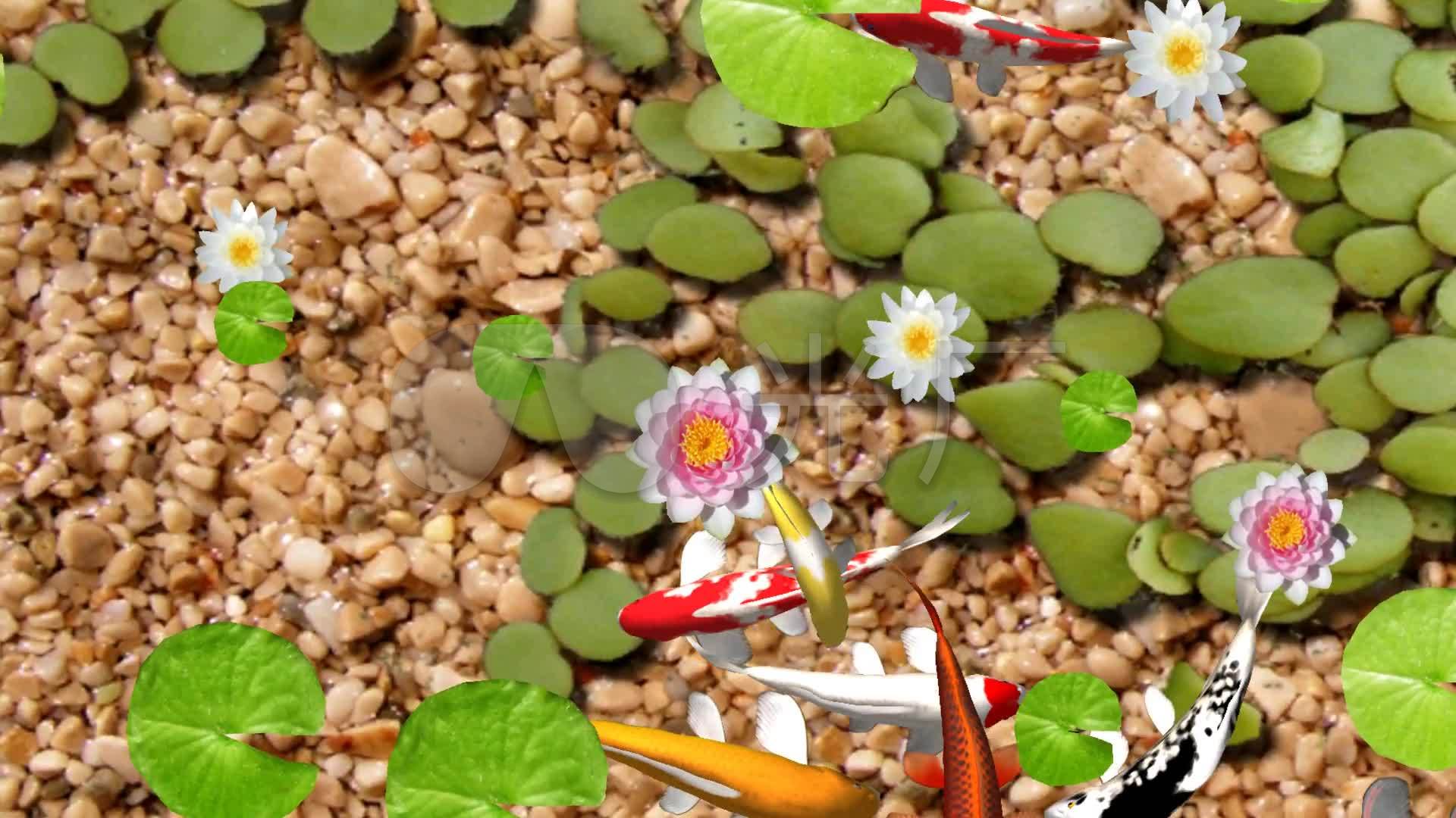 莲花池塘锦鲤地面投影视频_1920x1080_高清视频素材下载(编号:4027095